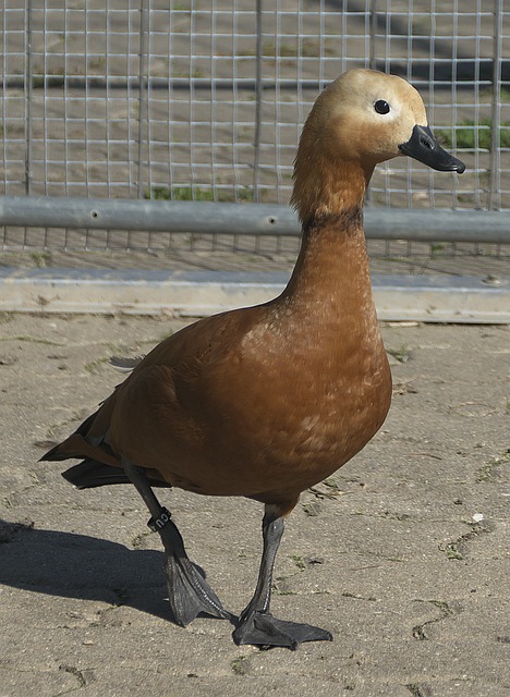 伴侣