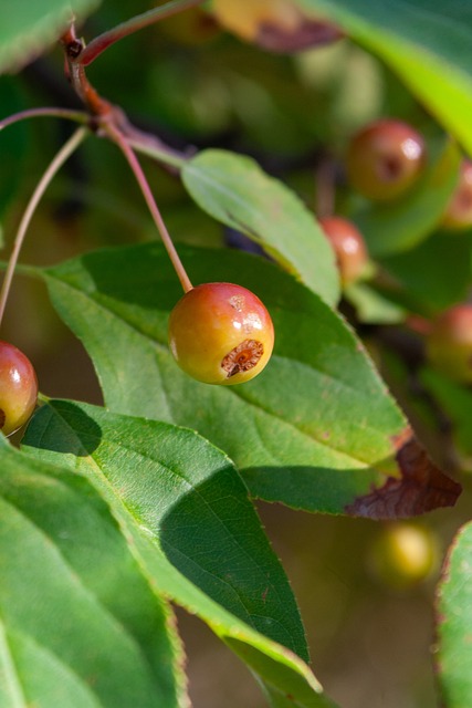 凯尔特人队 凯尔特人队